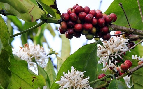 Trên cây cà phê vừa có quả vừa có hoa khiến người dân phải thực hiện quy trình ngược, cắt cành tạo hình sau khi cà phê đã ra hoa.