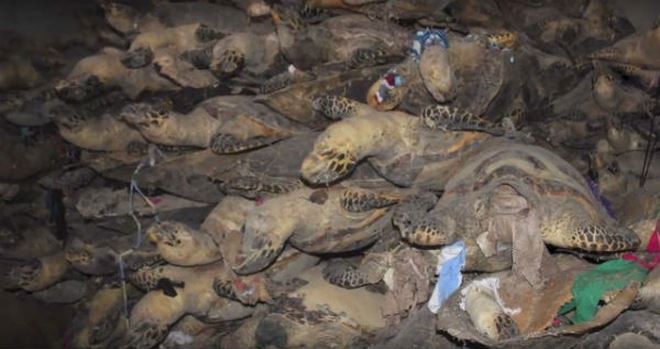 Khánh Hòa: Trả hồ sơ điều tra bổ sung vụ tàng trữ 10 tấn xác rùa biển