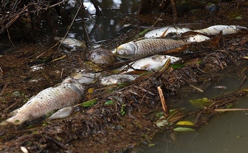 Cá chết sông Phủ