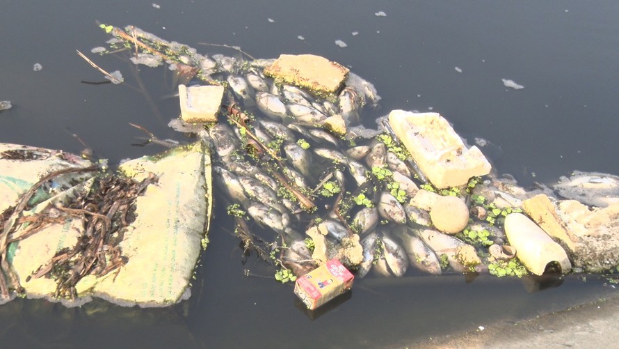 Cá chết nổi trên mặt nước đen kịt do ô nhiễm từ nguồn nước sông Nhuệ.