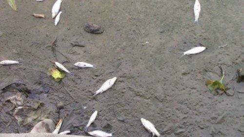 Cá chết trên rạch Tây Ninh