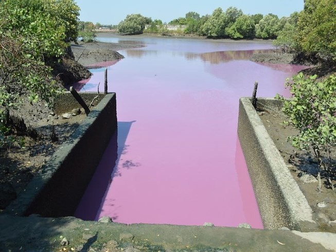 Cống số 6 (xã Tân Hải, huyện Tân Thành) bị ô nhiễm khiến xuất hiện các loại tảo làm nước chuyển màu, tới đây sẽ được đầu tư để cải tạo, khắc phục. Ảnh: TK
