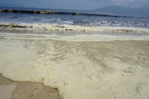 Trước đó, tại vùng biển Đà Nẵng có hiện tượng nước biển chuyển màu và sủi bọt