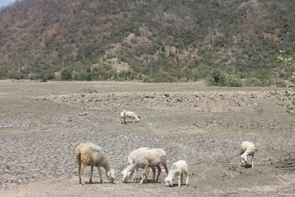 Đàn cừu tại xã Phước Trung đang thiếu thức ăn, nước uống