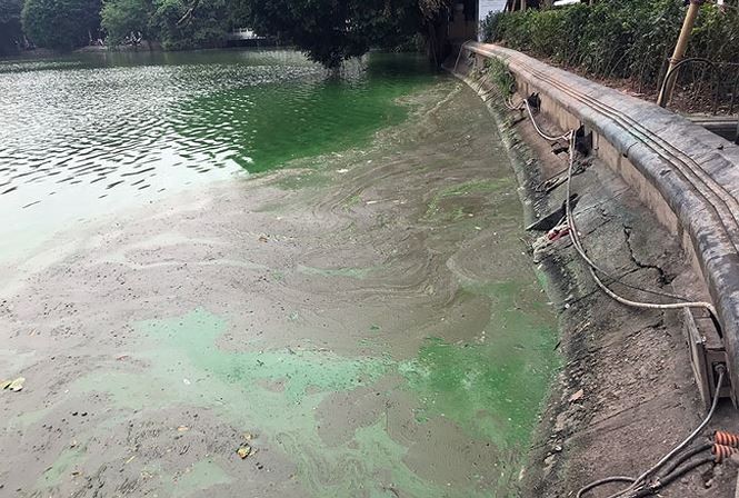 Các biện pháp xử lý tảo của Công ty Thoát nước Hà Nội dường như không đem lại hiệu quả như mong muốn. Sáng 23/4, lớp tảo này xuất hiện nhiều ở góc hồ Hoàn Kiếm phía đường Đinh Tiên Hoàng. 