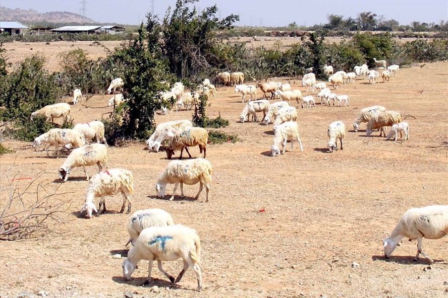 Những đàn cừu đang chết khát vì khô hạn, nắng nóng ở Ninh Thuận.