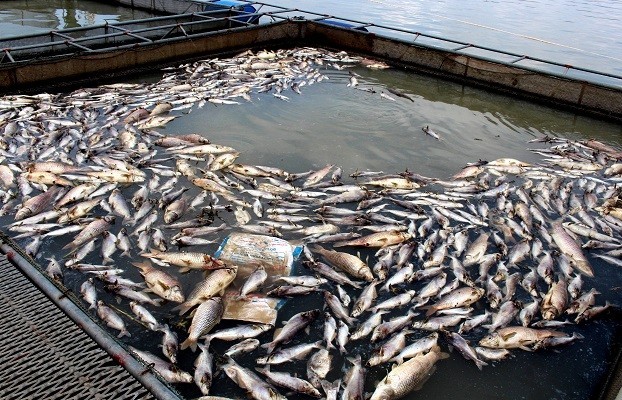 Cá chết ở Nam Tân, huyện Nam Sách. Ảnh báo TN&MT.