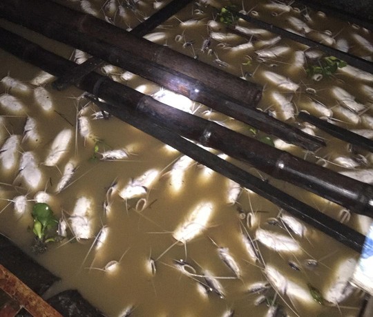 Hàng trăm tấn cá chết trắng lồng bè của người dân trên sông La Ngà rạng sáng 21-5