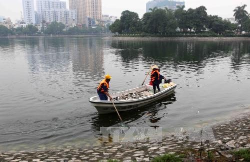 Cán bộ vệ sinh môi trường của Công ty thoát nước Hà Nội tiến hành vớt cá chết quanh hồ Hoàng Cầu. Ảnh: Thành Đạt/TTXVN