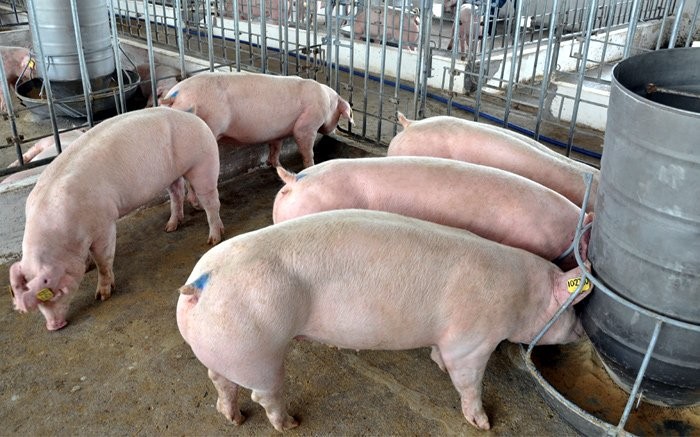 Tại nhiều địa phương giá thịt lợn đã chạm mốc 50.000 đồng/kg