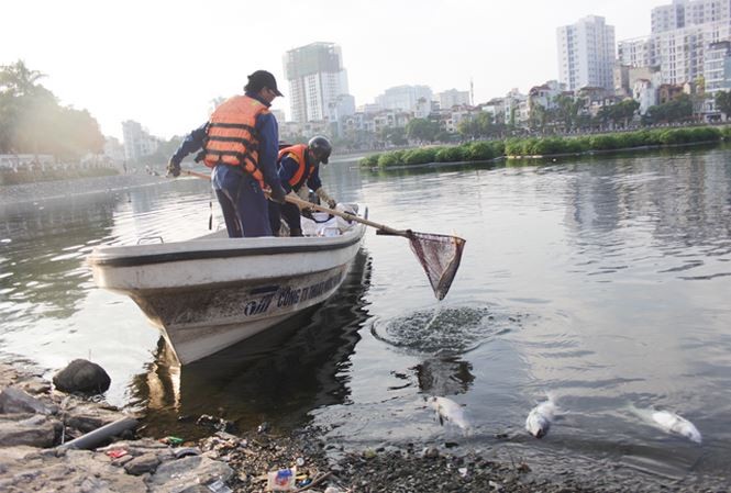 200kg cá chết tại hồ Hoàng Cầu nguyên nhân do đâu?