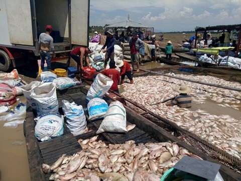 1500 tấn cá của hàng trăm hộ dân nuôi cá lồng bè chết trắng mặt sông