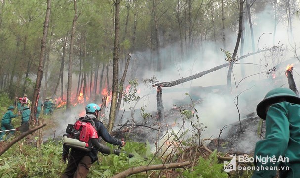 Hơn 3,5 ha rừng thông đang tuổi khai thác nhựa thuộc địa phận xã Công Thành (Yên Thành) bị cháy. Ảnh: Công Thành