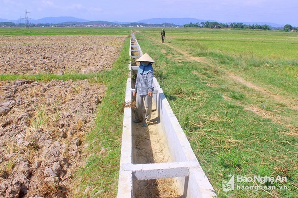 Đồng ruộng, kênh mương tại xã Nghi Văn (Nghi Lộc) bị khô hạn nặng nề do hầu hết các hồ đập đã cạn nước. Ảnh: Quang An