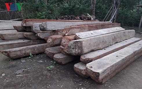 15 cán bộ bị kỷ luật vì để lâm tặc đốn hạ 100m3 gỗ