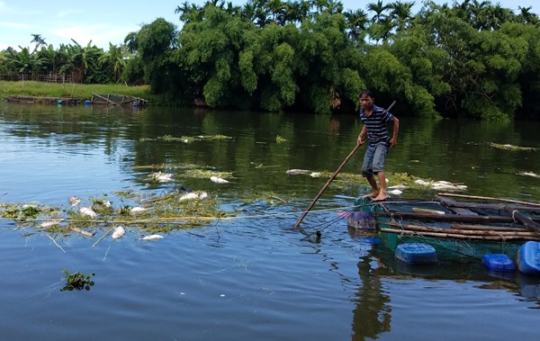 Cá nuôi lồng trên sông Bồ chết la liệt trong những ngày qua khiến hàng loạt hộ nuôi cá trắng tay. 