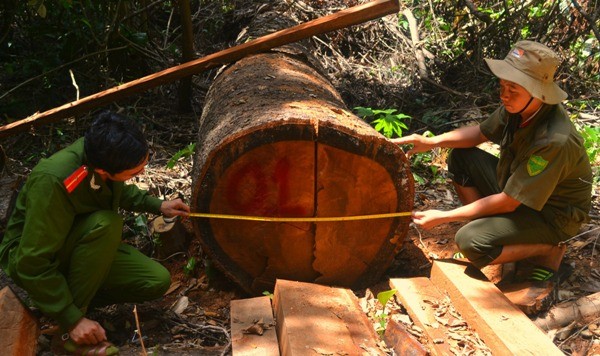 Nhiều cây gỗ tự nhiên bị đốn hạ không thương tiếc. Ảnh: Ngọc Phó