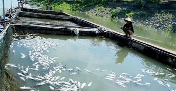 Nhiều gia đình ở huyện Thanh Thủy rơi vào cảnh trắng tay, mắc nợ vì cá lồng liên tiếp chết hàng loạt.