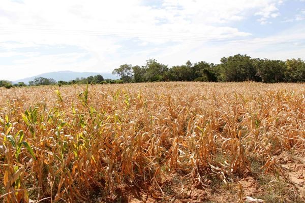 Hơn 100ha ngô của nông dân xã Phước Hòa, Bác Ái (Ninh Thuận) bị chết khô.