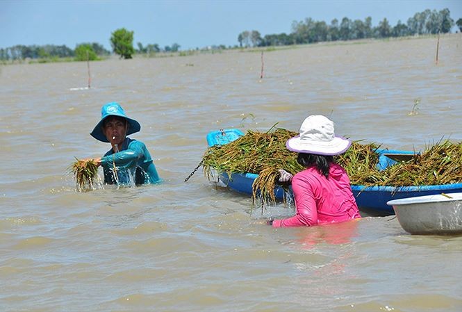 Người dân lặn ngụp mò gặt lúa ở An Giang. 