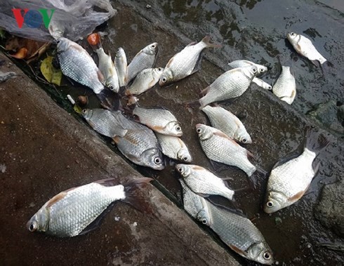 Cá trên sông An Cựu chết hàng loạt sau mưa lớn.