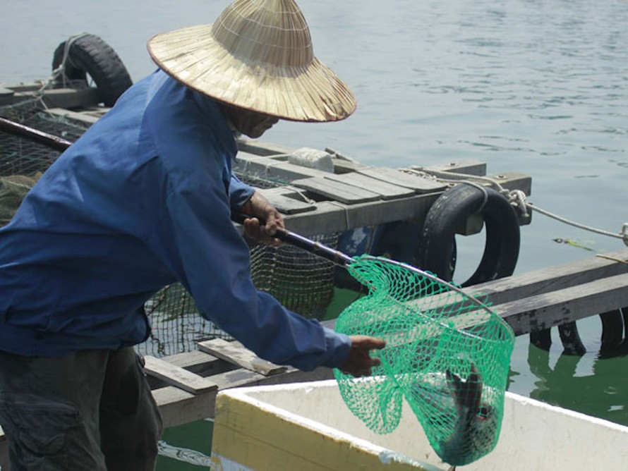 Khu vực biển Vịnh Dung Quất - nơi xảy ra cá bớp nuôi chết.