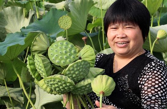 Du lịch vườn trại kết hợp hái rau củ quả đem lại thu nhập khủng cho thành phố Vũ Hán