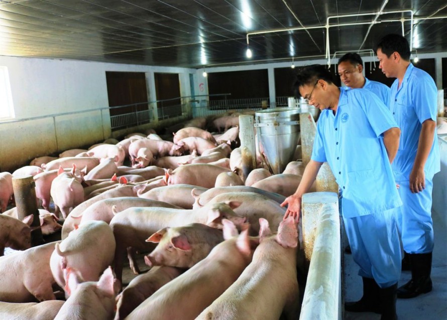 Chủ tịch Hà Nội ký công điện khẩn để đối phó dịch tả lợn Châu Phi