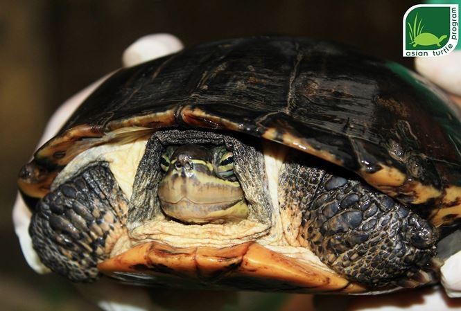 Cá thể rùa Cathay trước khi bàn giao cho Trung tâm Bảo tồn rùa Cúc Phương. Ảnh: ATP 