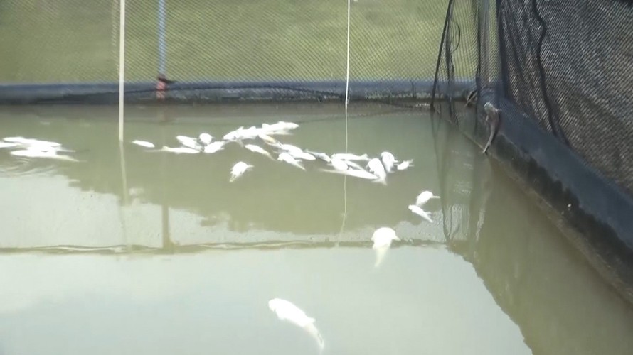 Điều tra nguyên nhân cá nuôi lồng chết hàng loạt tại hồ thủy điện Hủa Na