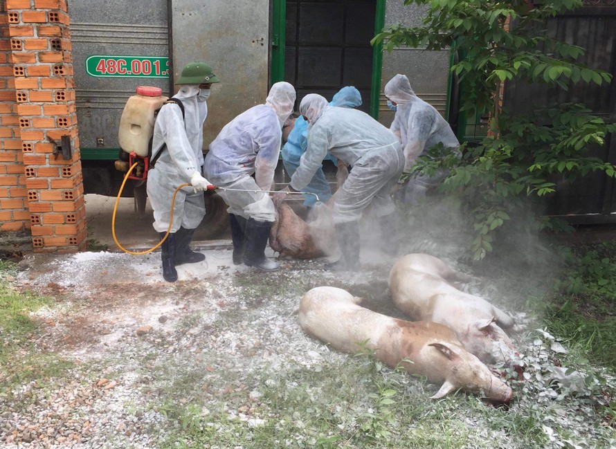 Bộ trưởng Bộ NN-PTNT: 100% lợn sẽ chết nếu “dính” virút dịch tả lợn Châu Phi