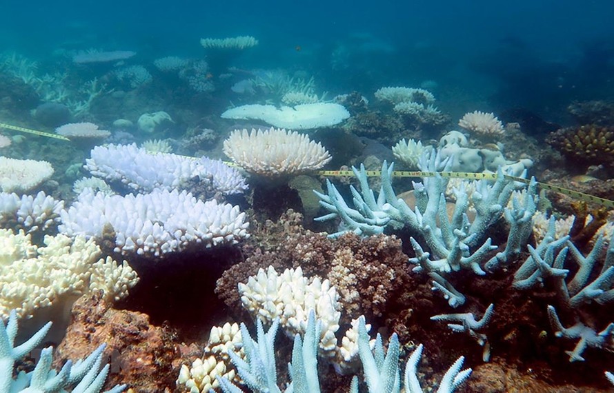 Rạn san hô Great Barrier tại Australia, ngày 19/4/2018. (Ảnh: AFP/TTXVN)