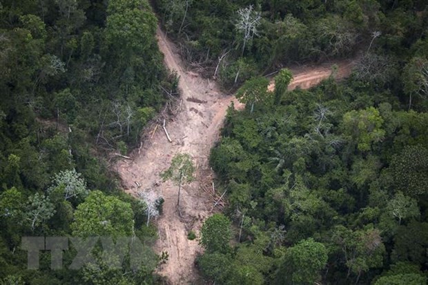 Khoảng rừng Amazon bị chặt phá tại Para, Brazil, ngày 14/10/2014. (Nguồn: AFP/TTXVN)