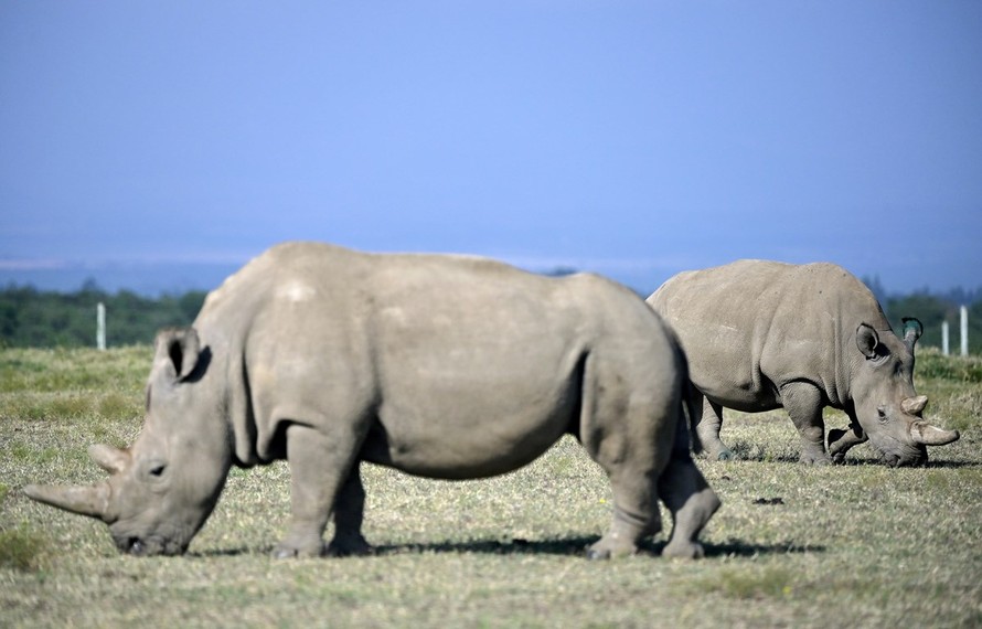 Hai cá thể tê giác trắng phương Bắc cuối cùng còn sống trên Trái đất được chăm sóc tại một khu bảo tồn ở Nanyuki, Kenya ngày 23/8/2019. (Ảnh: AFP/TTXVN)