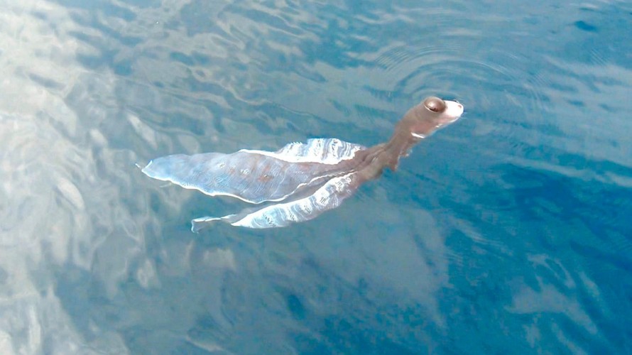  Bạch tuộc chăn xuất hiện ở Phú Quý do ngư dân ghi nhận được.