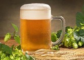 Hoa bia và lúa mạch là 2 nguyên liệu chính làm ra những cốc bia ngon lành - ảnh minh họa từ Internet