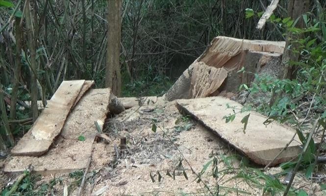 Hiện trường vụ phá rừng trên địa bàn xã Bình Hòa, huyện Krông Ana, tỉnh Đắk Lắk. Ảnh: TTXVN phát