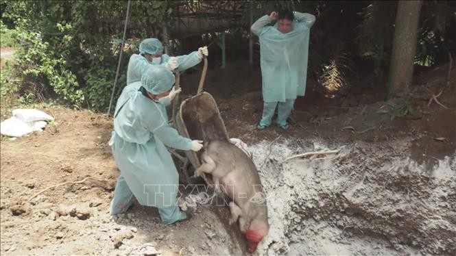 Chôn lấp xác lợn chết tại huyện Đồng Phú, tỉnh Bình Phước. Ảnh: Dương Chí Tưởng/TTXVN