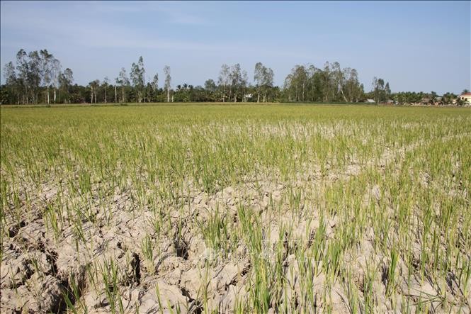 Lúa vụ 3 của nông dân huyện Long Phú đứng trước nguy cơ mất trắng do thiếu nước tưới.