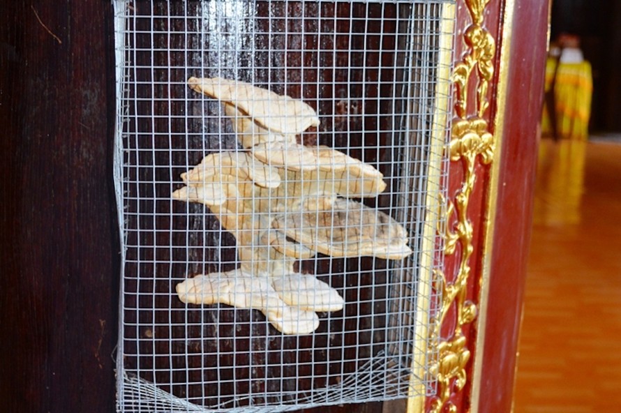 Sợ dơi bay vào ăn, Thiền viện dùng lồng kẽm để bao bọc cây nấm lại.