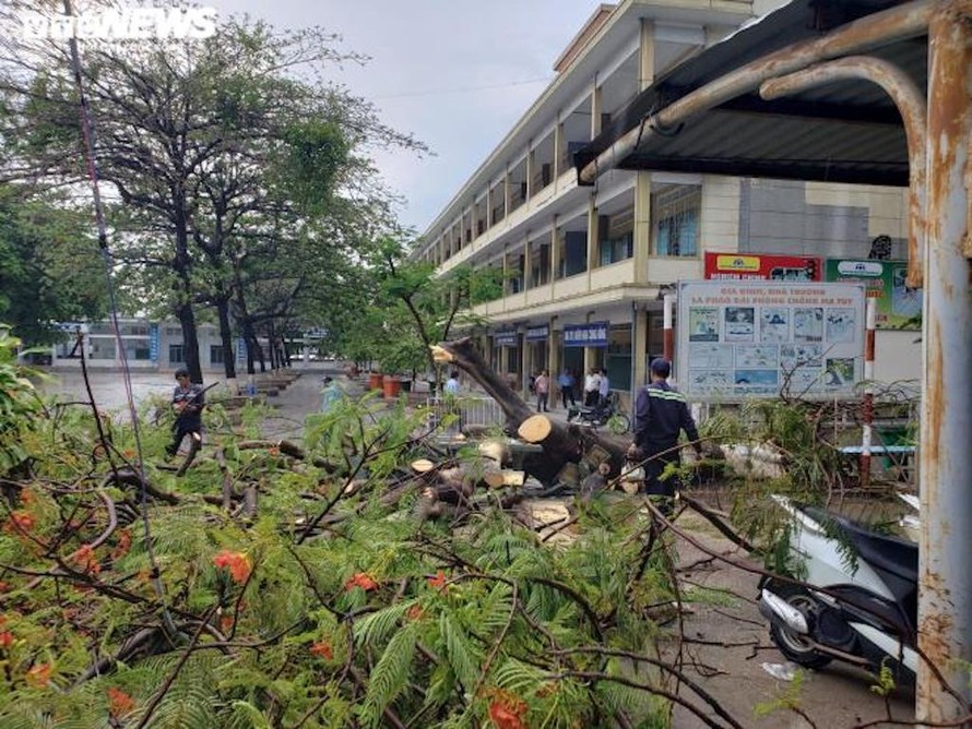 Sau cơn mưa lớn, cây phượng vĩ trong khuôn viên Trường THCS Trần Hưng Đạo bật gốc.