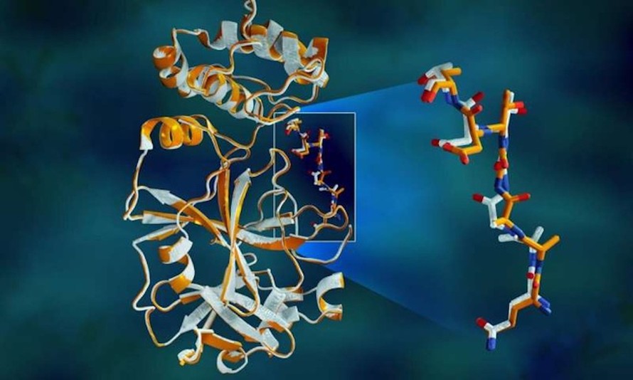 Dữ liệu X-quang chồng chéo của protease trong SARS-CoV-2 cho thấy sự khác biệt về cấu trúc giữa protein ở nhiệt độ phòng (màu cam) và cấu trúc đông lạnh (màu trắng). Ảnh: Phòng thí nghiệm quốc gia Oak Ridge và Argonne (thuộc Bộ Năng lượng Mỹ).