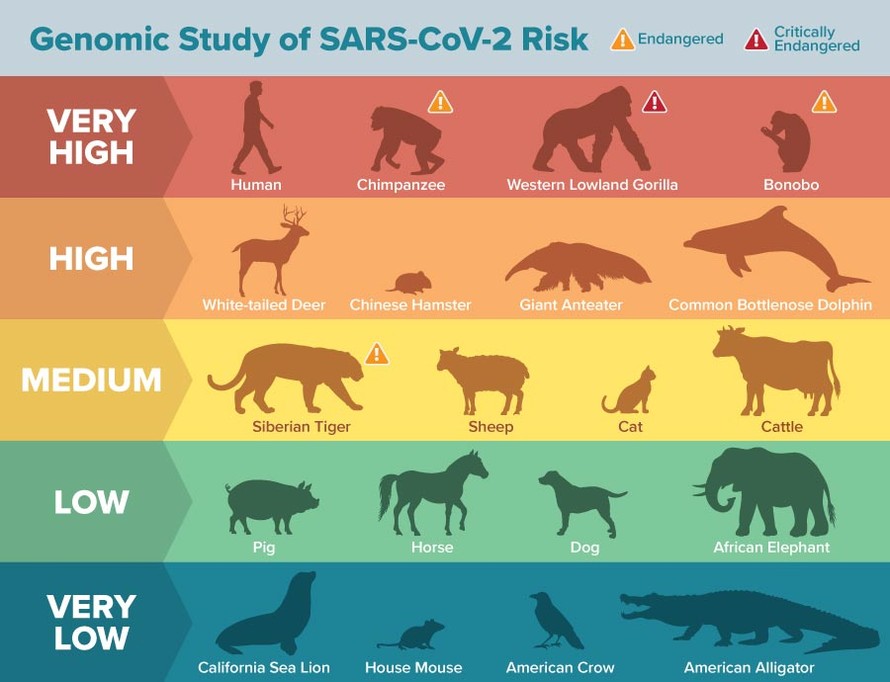 Bảng xếp hạng khả năng nhiễm virus SARS-CoV-2 của các loài động vật có xương sống. Ảnh: Matt Verdolivo / UC Davis.