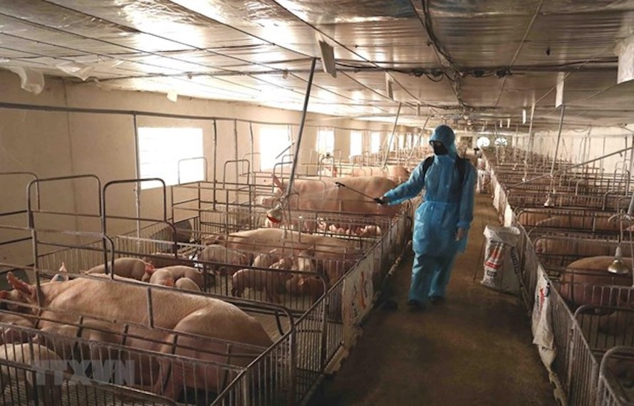 Tổ chức phun thuốc tiêu độc, khử trùng khu vực trang trại chăn nuôi để phòng, chống dịch bệnh. 