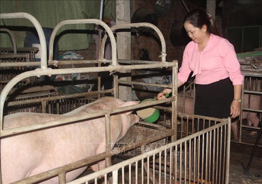 Tỉnh Bình Định hiện có hàng trăm trang trại lớn và vừa đang tích cực tái đàn, mở rộng quy mô chăn nuôi.