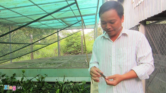 Chủ trang trại cà cuống ở Sài Gòn thu tiền triệu mỗi ngày