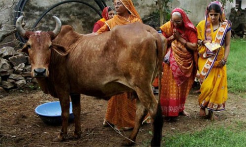Giết bò lấy thịt bị cấm ở khu vực Mewat, bang Haryana, Ấn Độ. Ảnh: Reuters