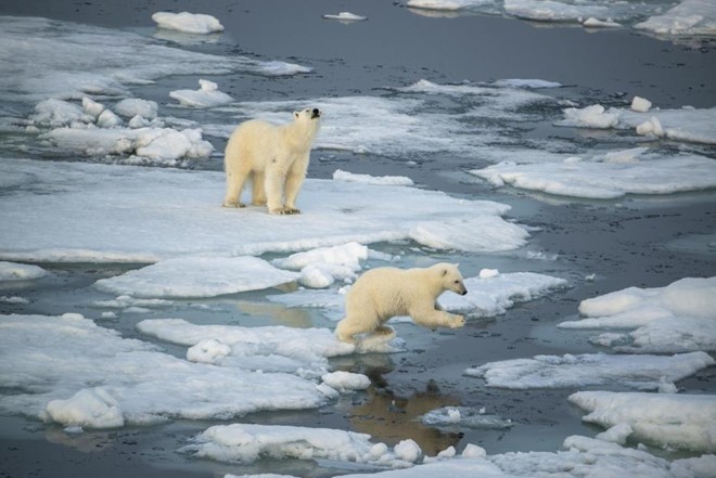 Gấu Bắc cực phải đi xa hơn để tìm thức ăn do biến đổi khí hậu. Ảnh: Hurtigruten 