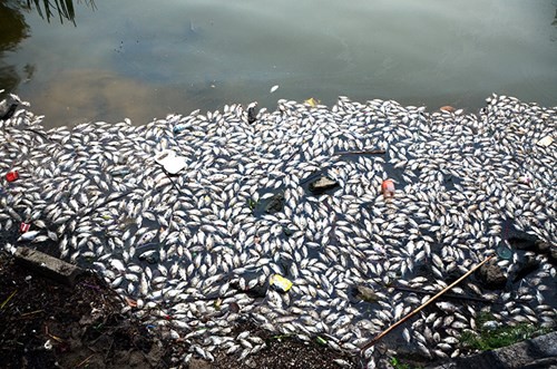 Những ngày gần đây nhiều cá chết nổi trắng ven hồ Tây- - Ảnh: TPO