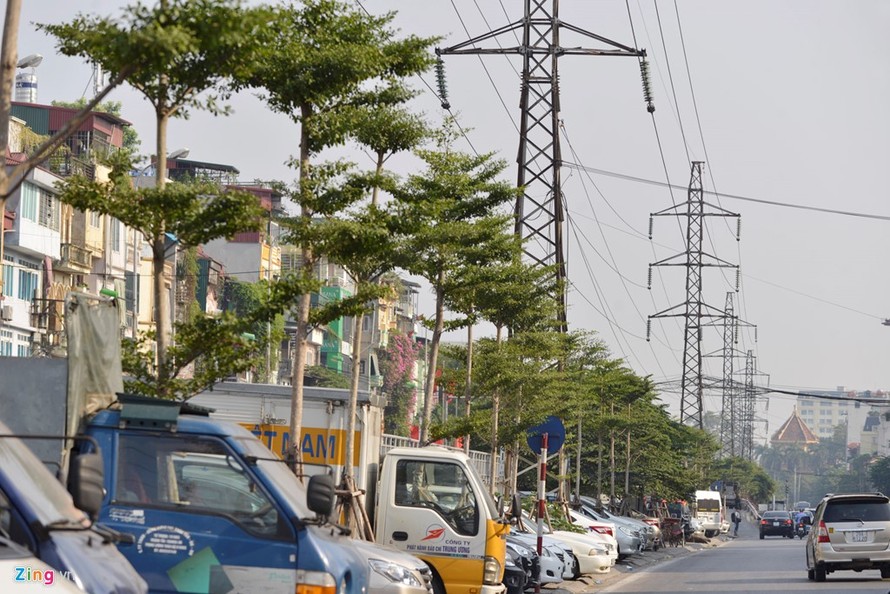 Công ty TNHH MTV công viên cây xanh Hà Nội đã trồng hàng trăm cây bàng Đài Loan dưới đường dây điện cao thế gần 2 tháng nay.
